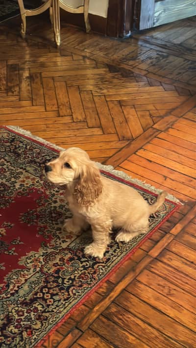 Cocker spaniel for sale