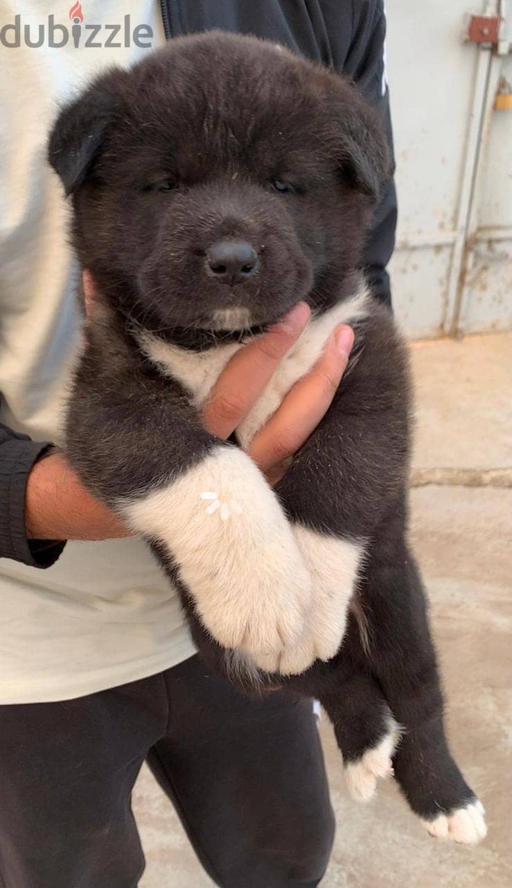 جرو اميريكان اكيتا عمر ٤٠ يوم American akita puppy top quality. 2