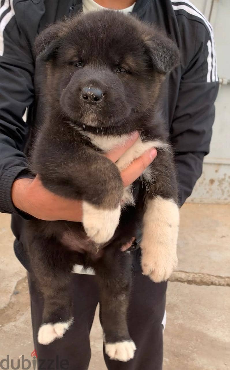 جرو اميريكان اكيتا عمر ٤٠ يوم American akita puppy top quality. 4