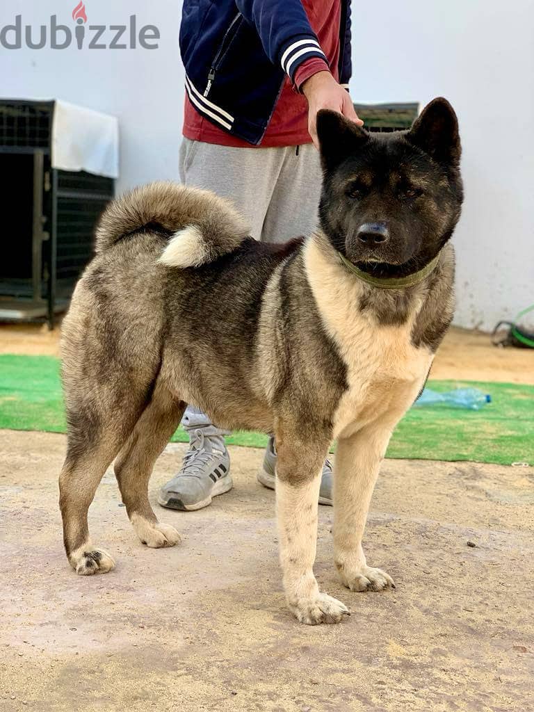 جرو اميريكان اكيتا عمر ٤٠ يوم American akita puppy top quality. 5