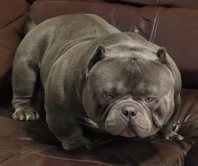 Exotic Bully كلاب بولي