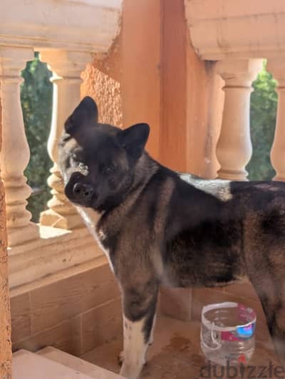 American akita female 4 sale