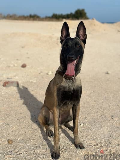 Malinois dog