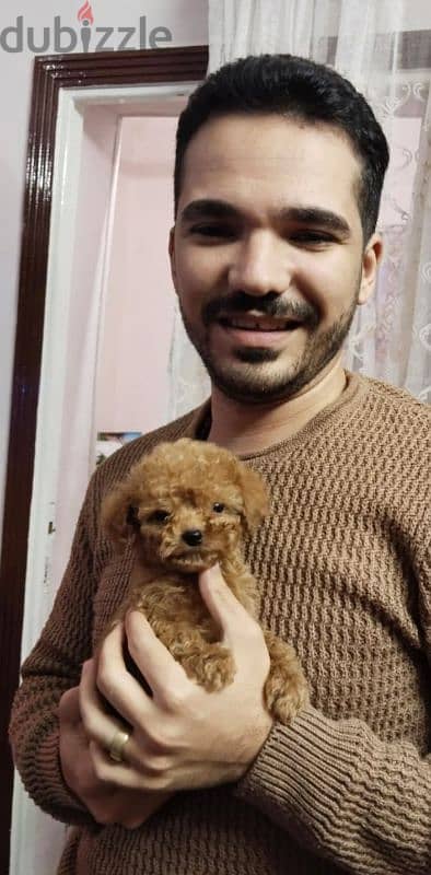 Toy poodle puppies top quailty