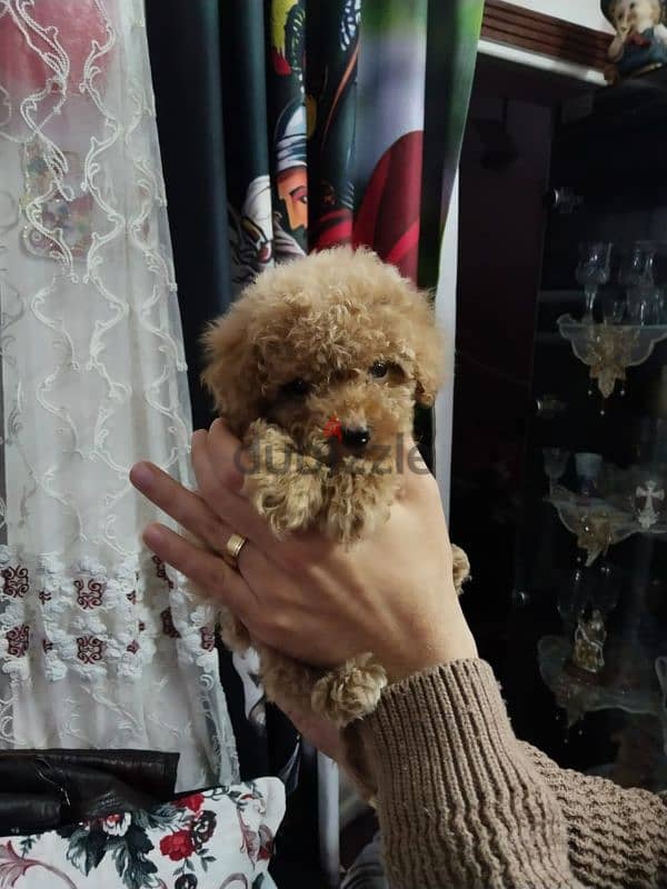 Toy poodle puppies top quailty 2