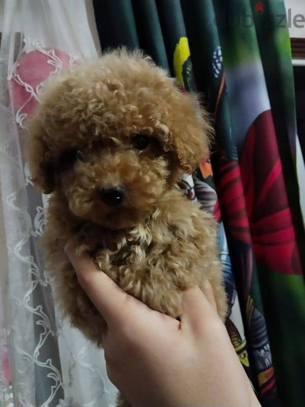 Toy poodle puppies top quailty 3