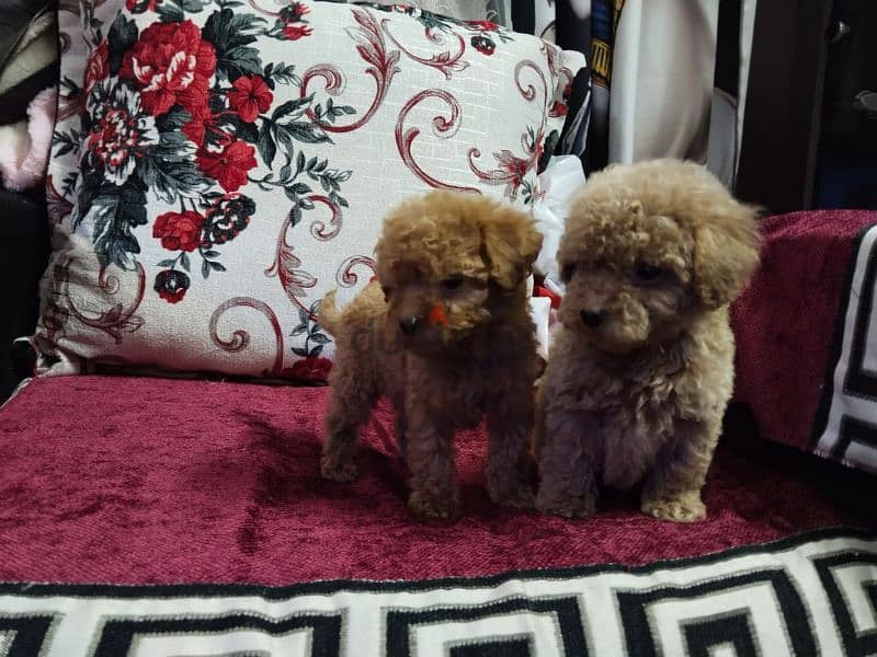 Toy poodle puppies top quailty 4