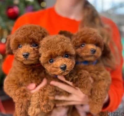 Toy poodles red brown boys from Russia