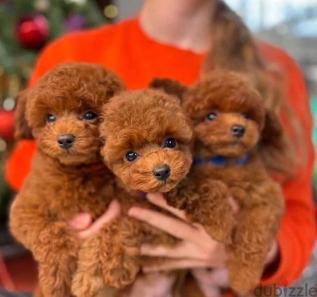 Toy poodles red brown boys from Russia 0