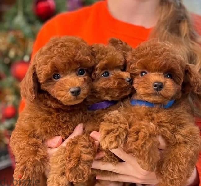 Toy poodles red brown boys from Russia 1