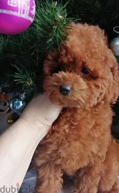 toy poodle red brown boy from Russia