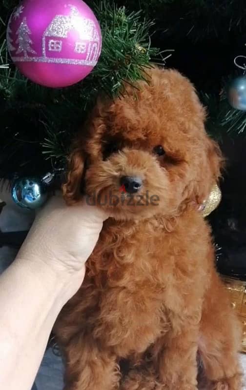 toy poodle red brown boy from Russia 1