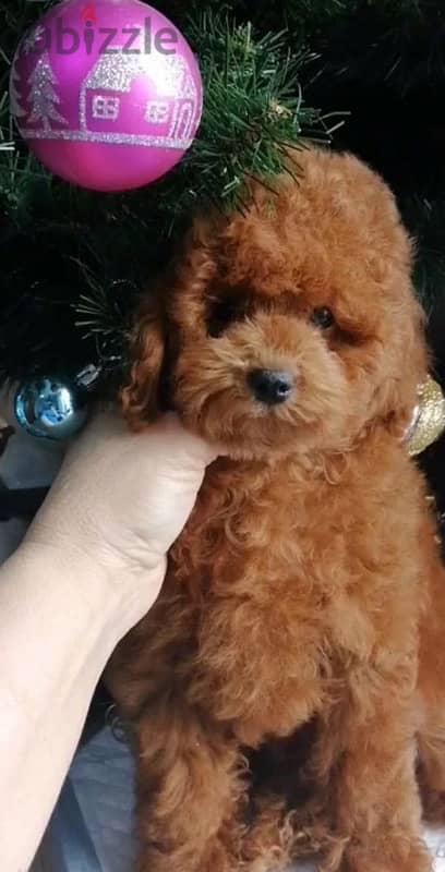 toy poodle red brown boy from Russia 2