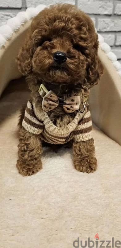 toy poodle red brown boy from Russia 0