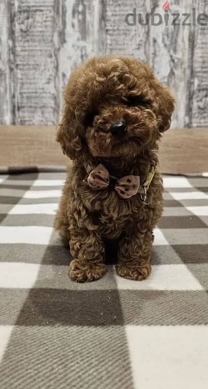 toy poodle red brown boy from Russia 1