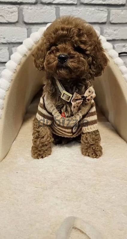 toy poodle red brown boy from Russia 2