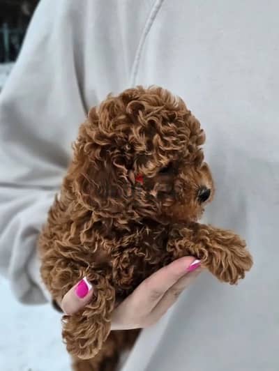 toy poodle red male from Russia