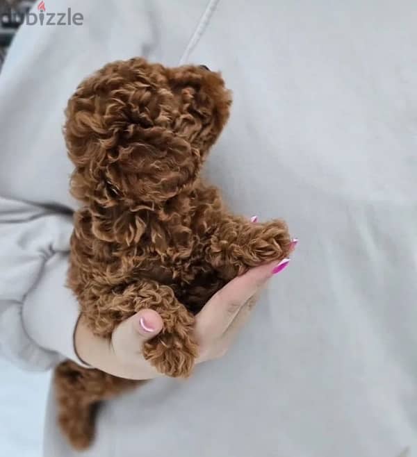 toy poodle red male from Russia 1