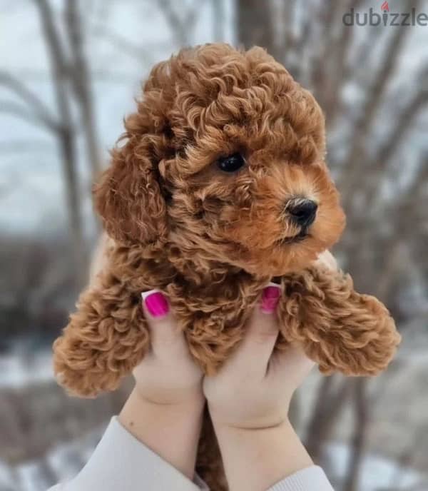 toy poodle red male from Russia 2