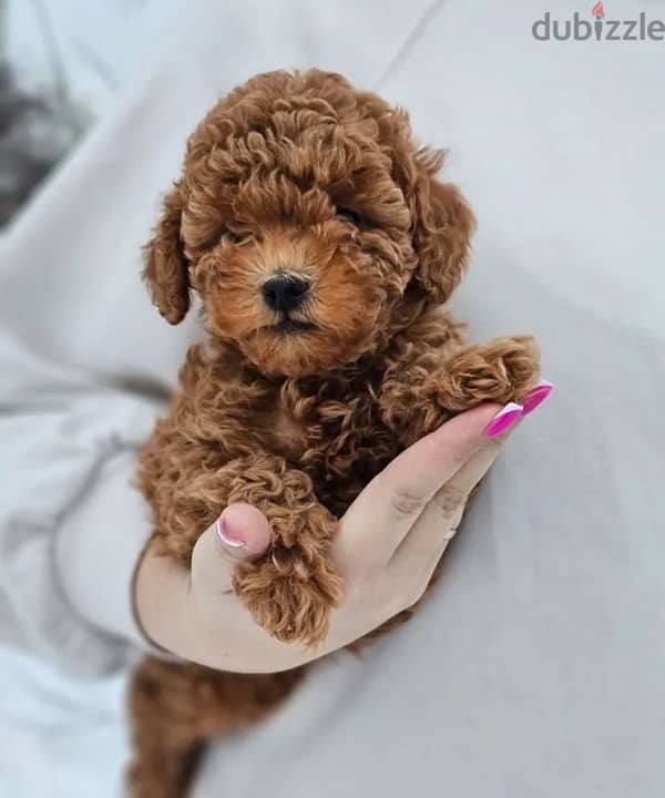 toy poodle red male from Russia 3