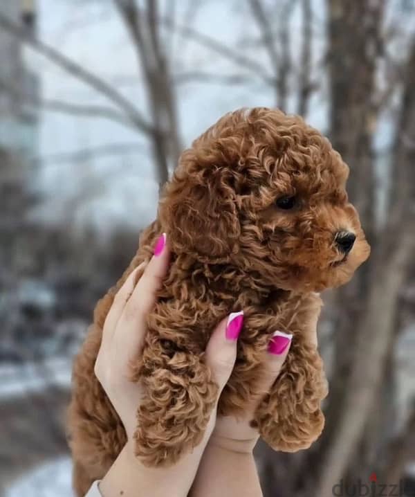 toy poodle red male from Russia 4