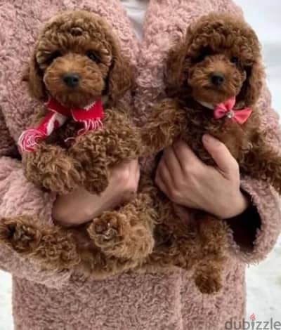 toy poodle red brown boy from Russia