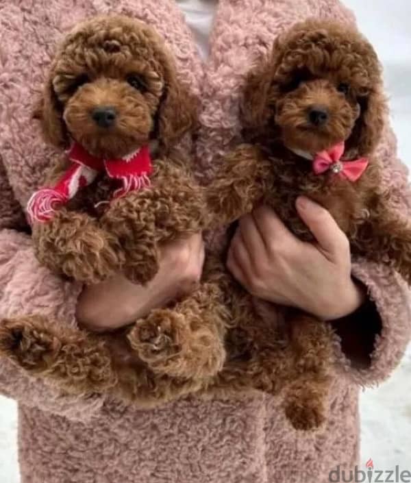 toy poodle red brown boy from Russia 0