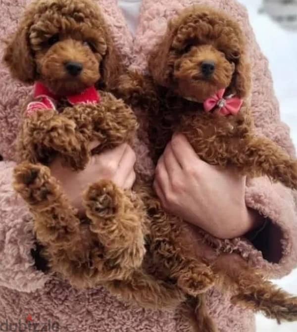 toy poodle red brown boy from Russia 1