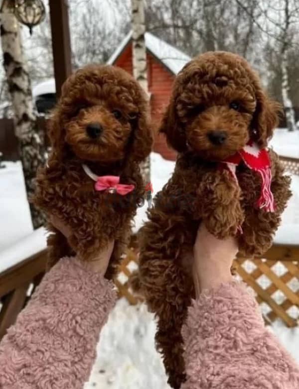 toy poodle red brown boy from Russia 2