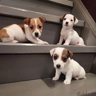 Jack Russell terrier puppy female from Russia