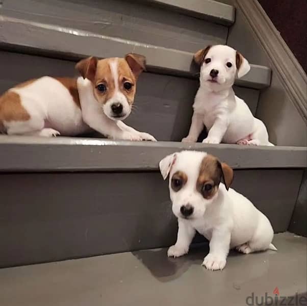 Jack Russell terrier puppy female from Russia 0