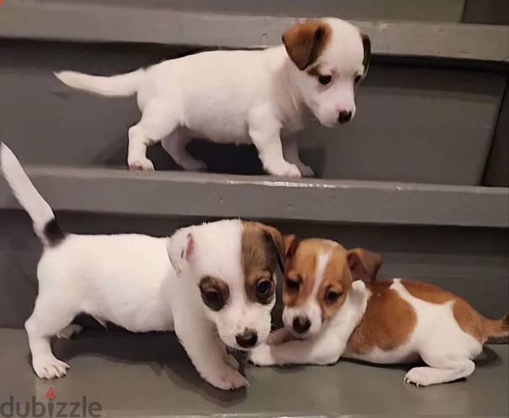 Jack Russell terrier puppy female from Russia 2