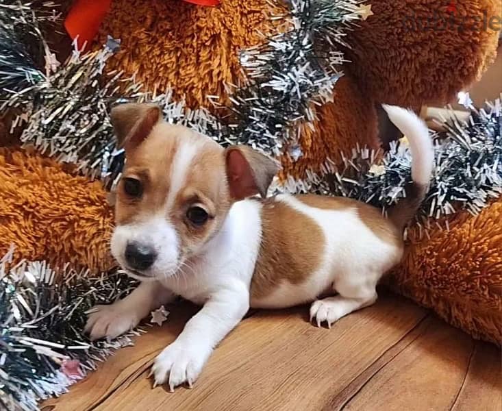 Jack Russell terrier puppy female from Russia 4