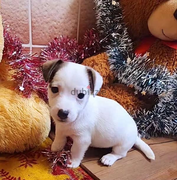 Jack Russell terrier puppy female from Russia 5