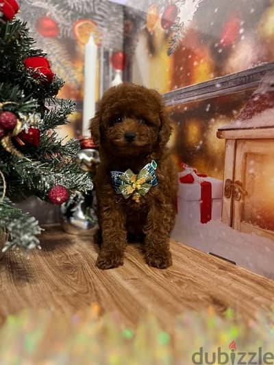 toy poodle red brown boy from Russia