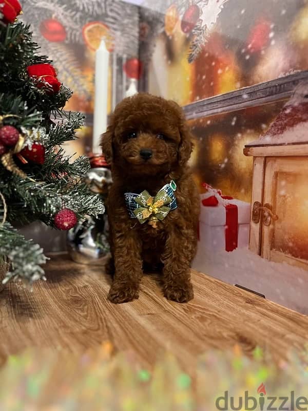 toy poodle red brown boy from Russia 0