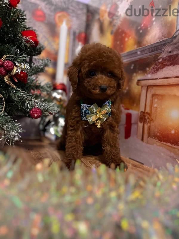 toy poodle red brown boy from Russia 1