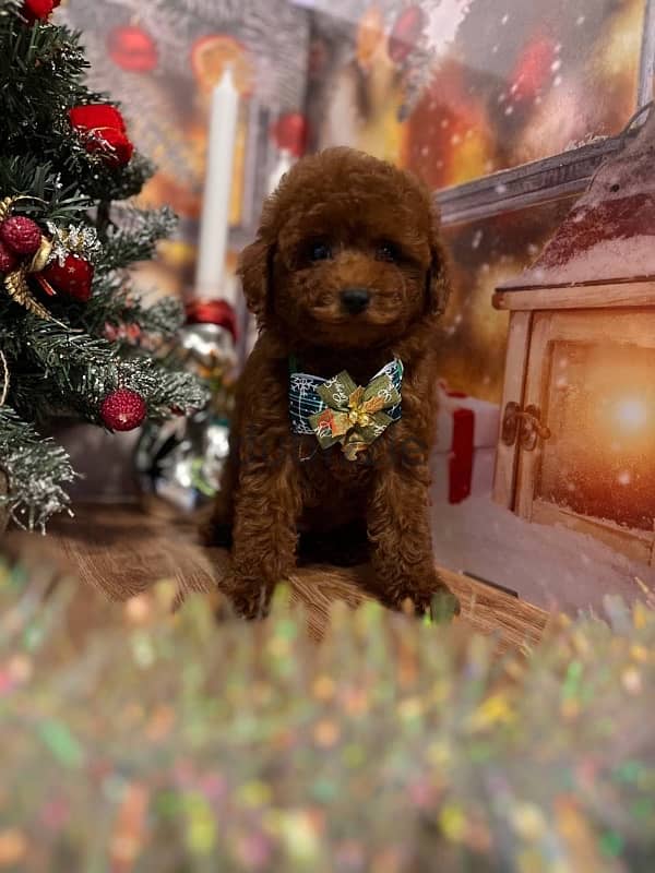 toy poodle red brown boy from Russia 2