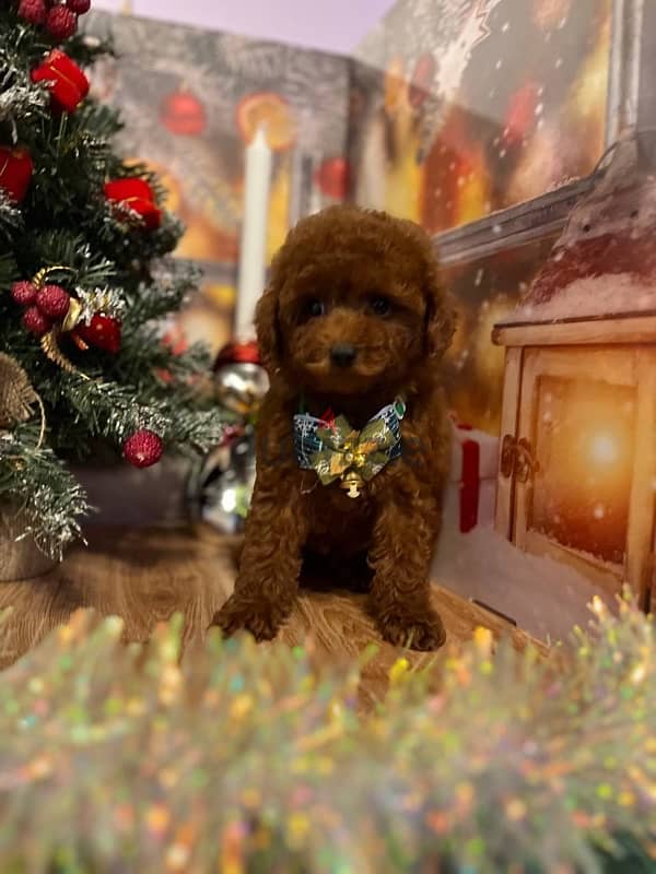 toy poodle red brown boy from Russia 3