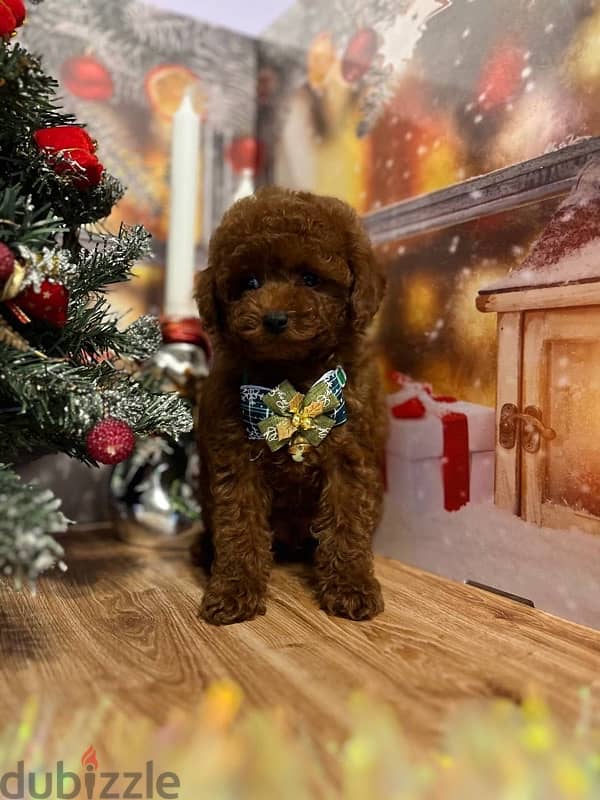 toy poodle red brown boy from Russia 4