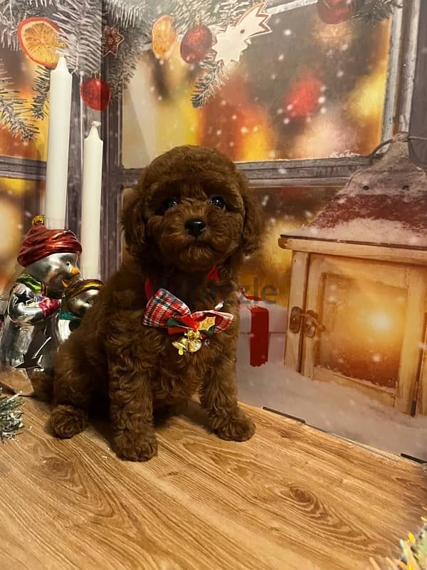 toy poodle red brown boy from Russia 5