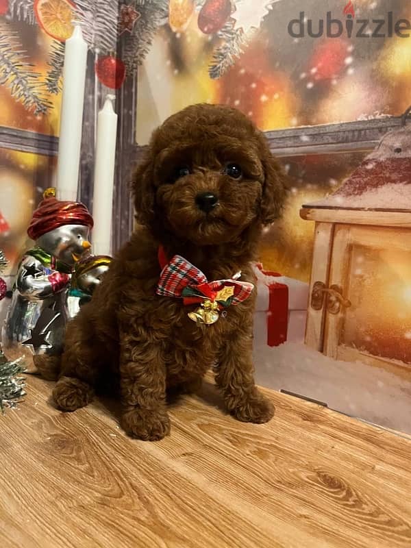 toy poodle red brown boy from Russia 6