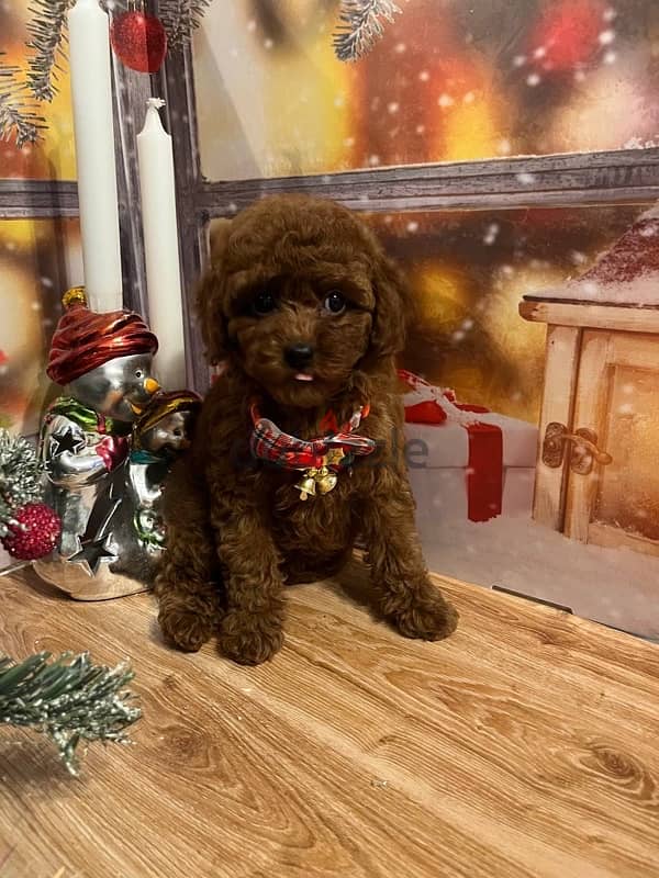 toy poodle red brown boy from Russia 7