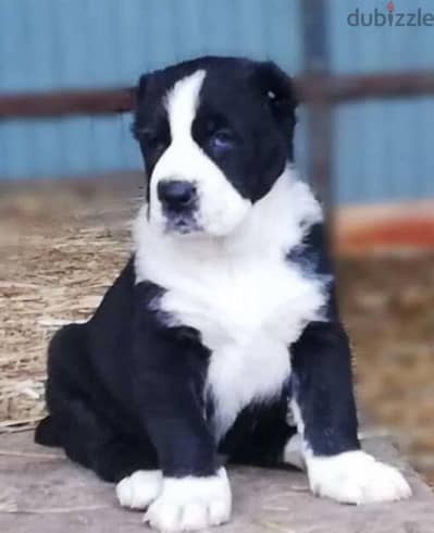 Central Asian shepherd puppies Alabai boy from Russia