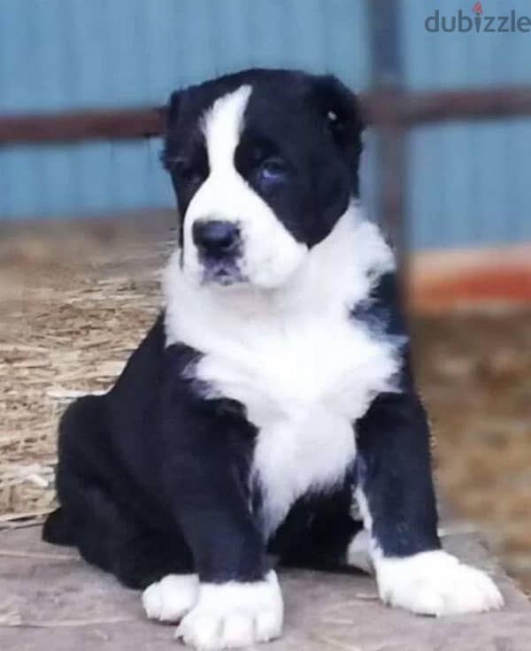 Central Asian shepherd puppies Alabai boy from Russia 0