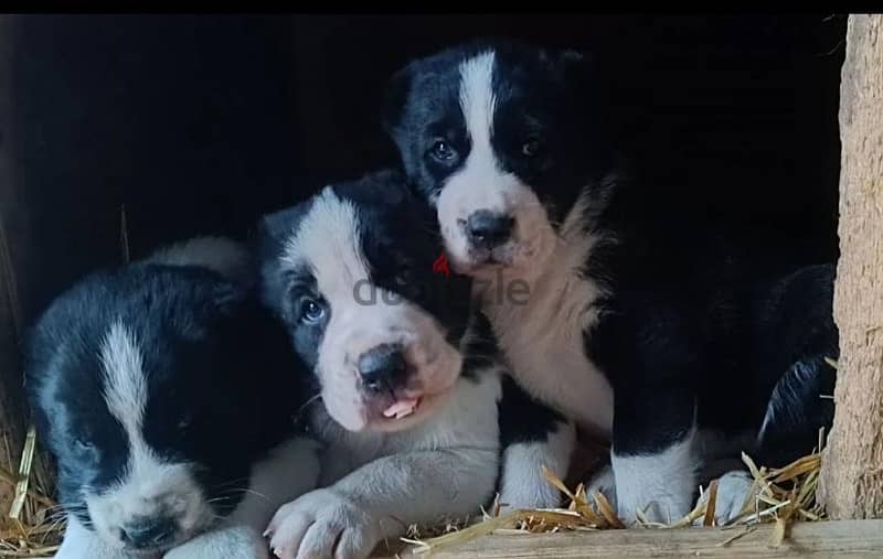 Central Asian shepherd puppies Alabai boy from Russia 1