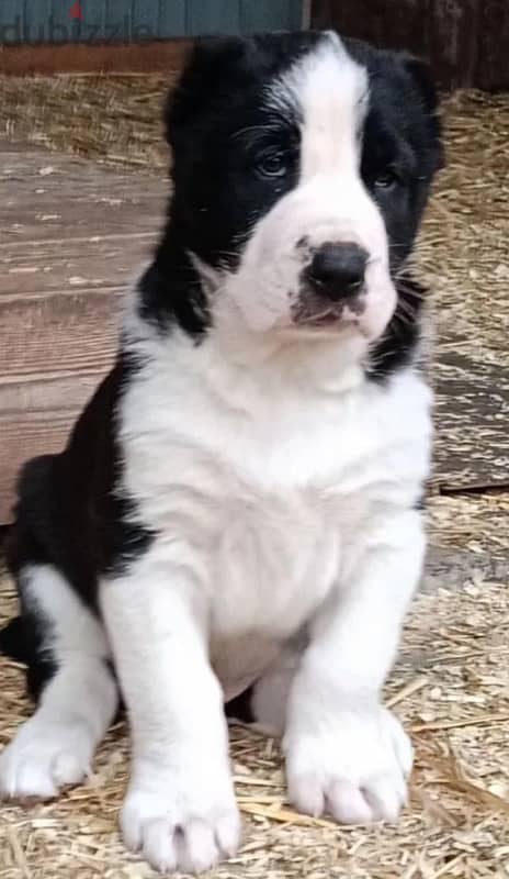 Central Asian shepherd puppies Alabai boy from Russia 2