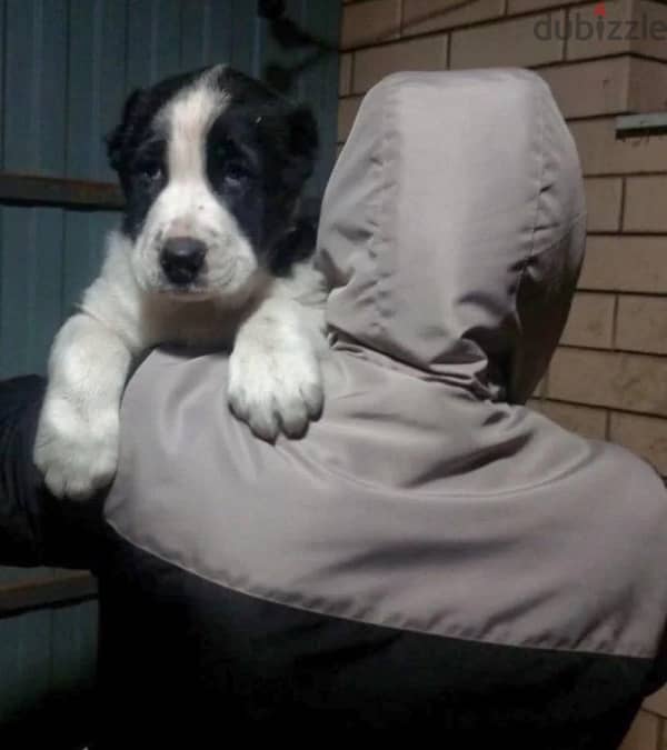 Central Asian shepherd puppies Alabai boy from Russia 3