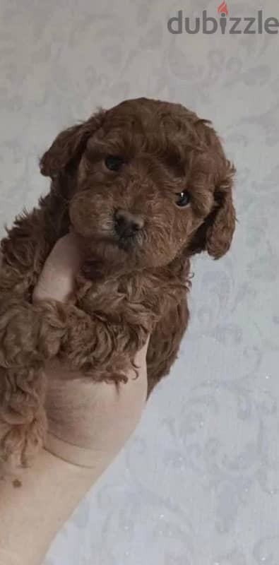 Toy poodle female from Russia