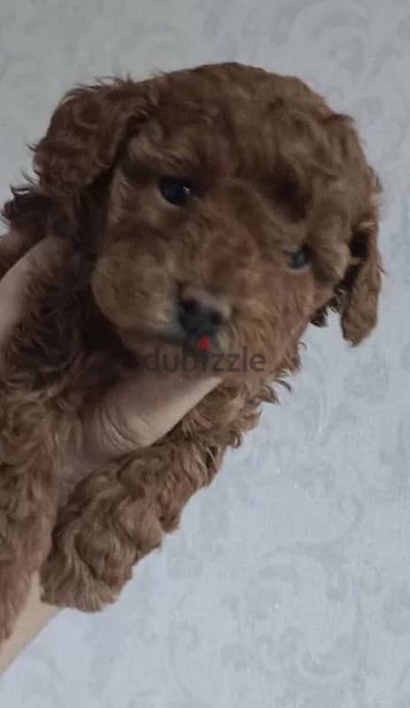 Toy poodle female from Russia 1